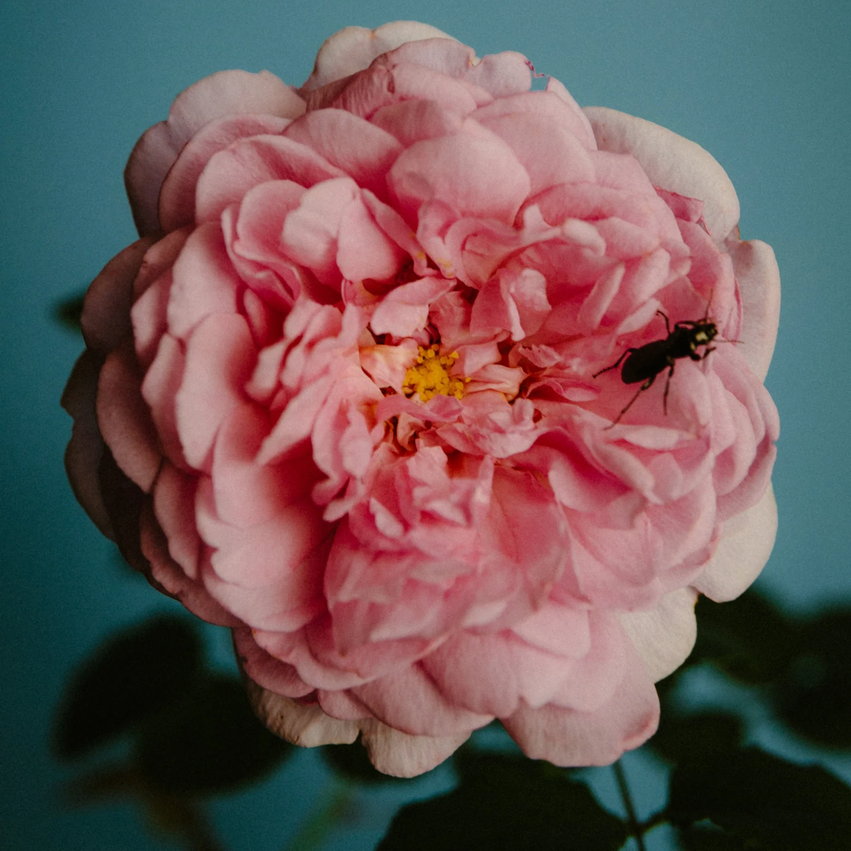 Rose With Insect 100ml Eau de Parfum - Image 4