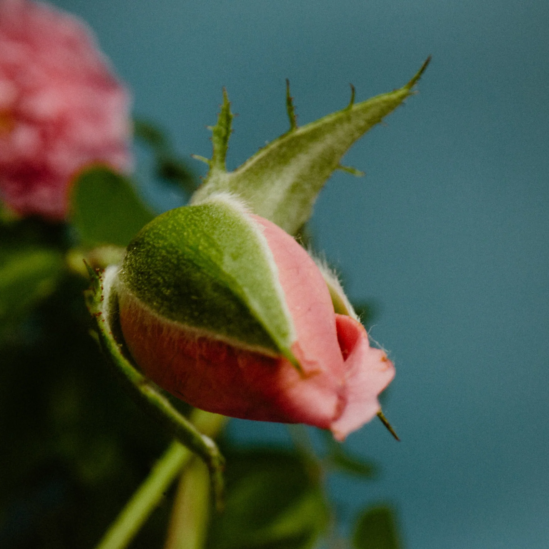 Rose With Insect 50ml Eau de Parfum - Image 4